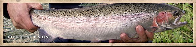 Steelhead Fishing