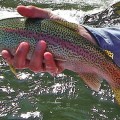 A person holding onto a rainbow trout in the water.