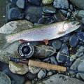 A rainbow trout is sitting on some rocks