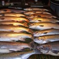 A large group of fish on display at the market.