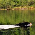 A boat is traveling on the water near some trees.