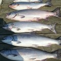 A row of fish sitting on top of a wooden dock.