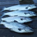 Four fish are sitting on a dock in the water.