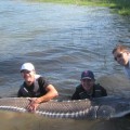 Three men in the water with a large fish.