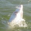 A white boat is in the water and has a rope attached to it.