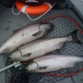 A group of fish in a net on the boat.