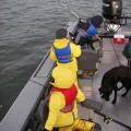 A group of people on a boat with dogs.