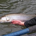 A person holding onto the arm of a fish