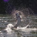 A person on water skis in the middle of a lake.