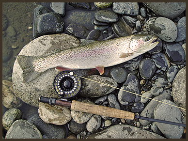 A rainbow trout is on the rocks with fishing rods.