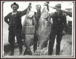 Three men holding up large fish in front of them.