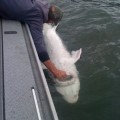 A man holding on to the back of a boat while he holds onto a fish.